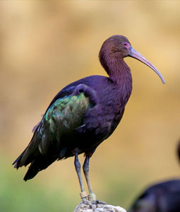 Ibis ridgway perché sur un piquet