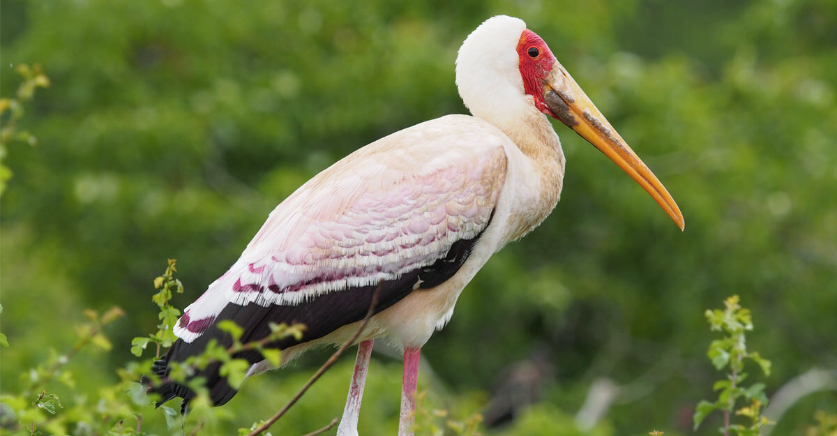 bioparc-parc-zoologique-tantale-ibis