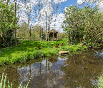 Île des varis roux