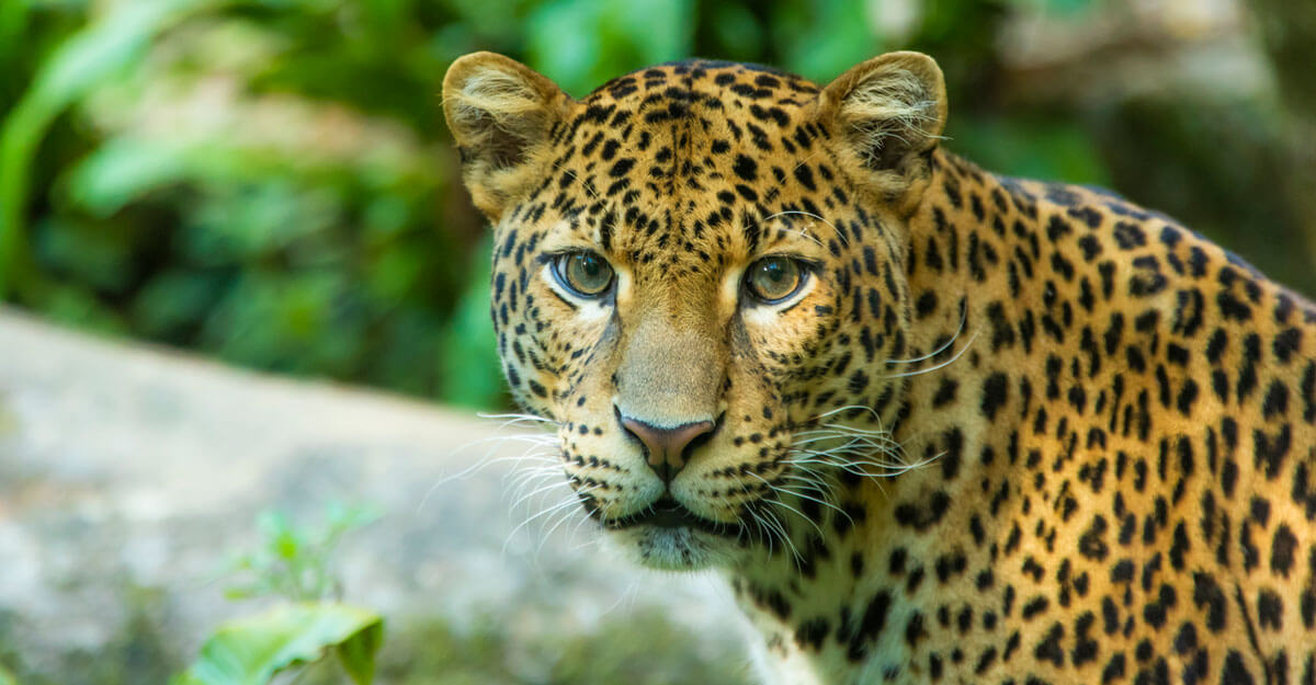 Léopard de Java bioparc-parc-zoologique-leopard-java