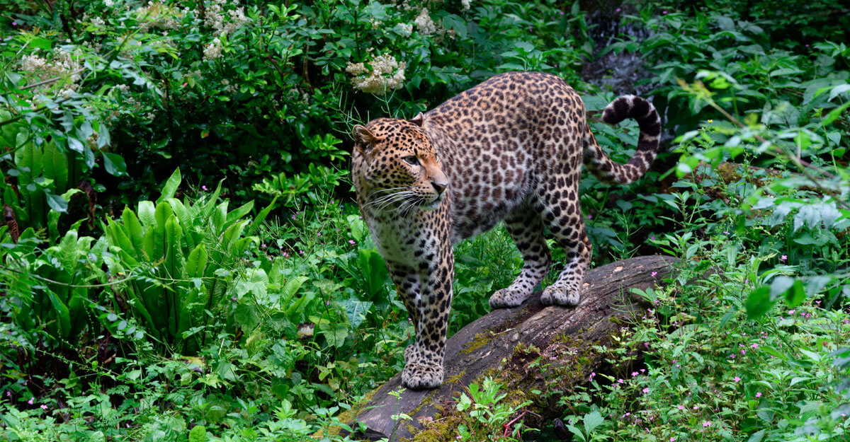 Léopard de Java bioparc-parc-zoologique-leopard-java
