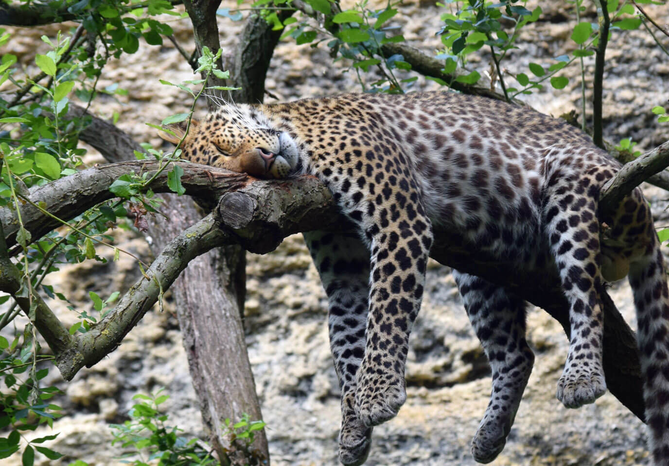 Léopard de Java - Bioparc Zoo de Doué la Fontaine