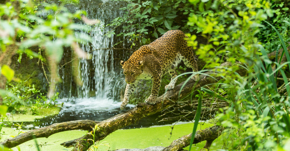 Léopard de Sri-Lanka bioparc-parc-zoologique-leopard-sri-lanka