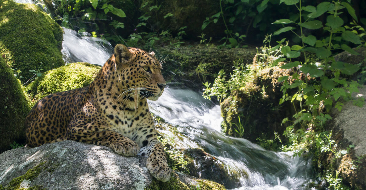 Léopard de Sri-Lanka bioparc-parc-zoologique-leopard-sri-lanka