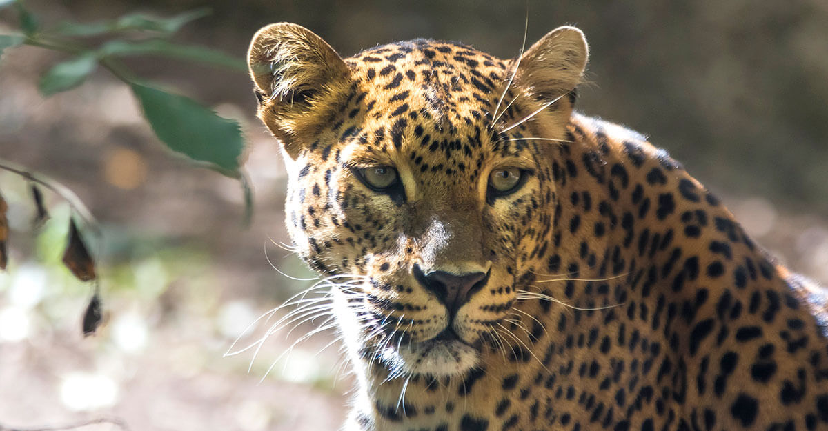 Léopard de Sri-Lanka bioparc-parc-zoologique-leopard-sri-lanka