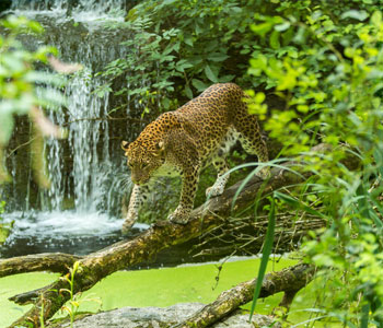Panthère du Sri Lanka marchant sur un tronc