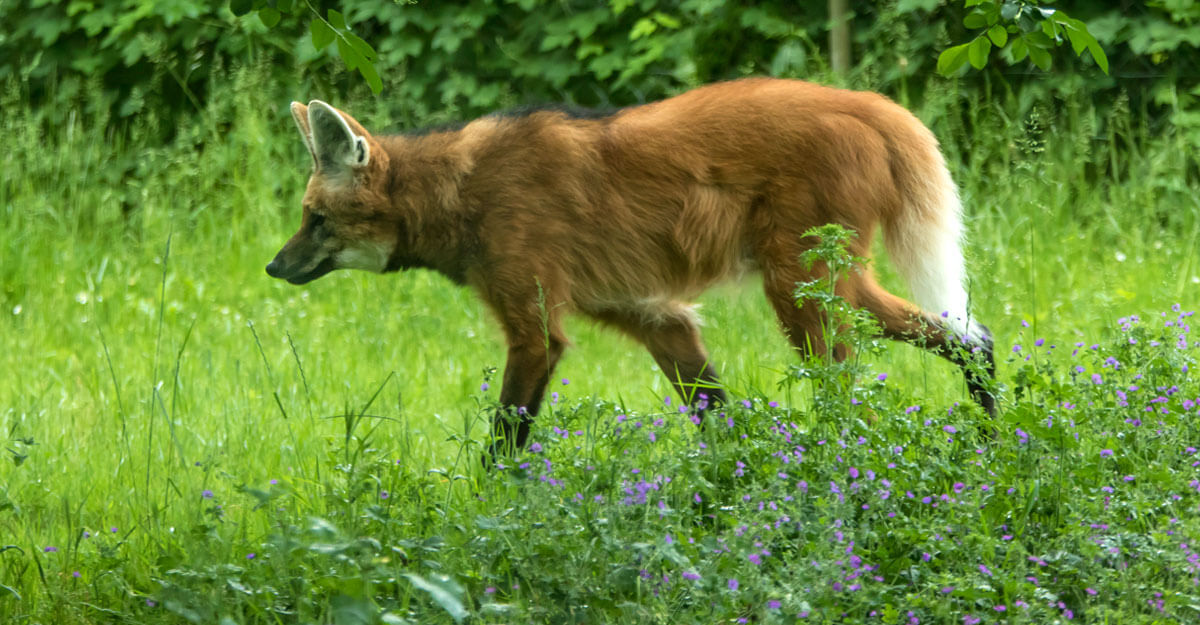 Loup à crinière bioparc-parc-zoologique-loup-criniere