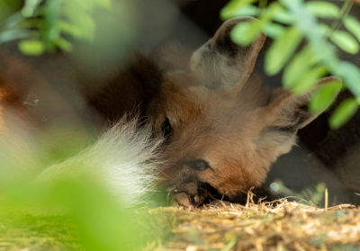 Loup à crinière qui dort