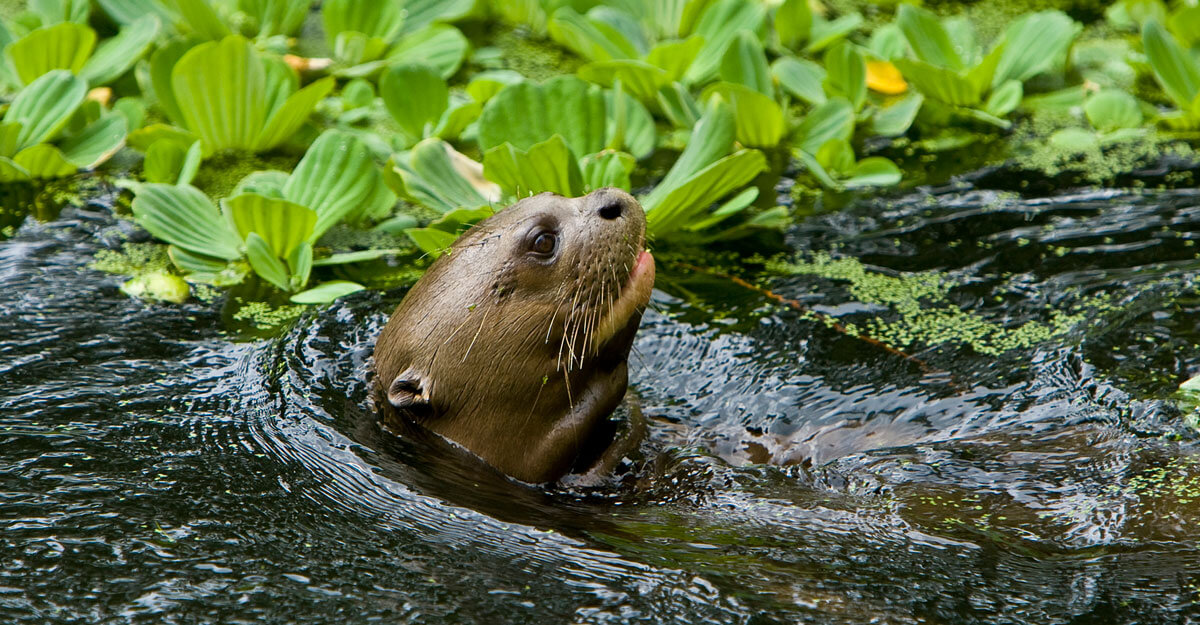 Loutre géante bioparc-parc-zoologique-loutre-geante