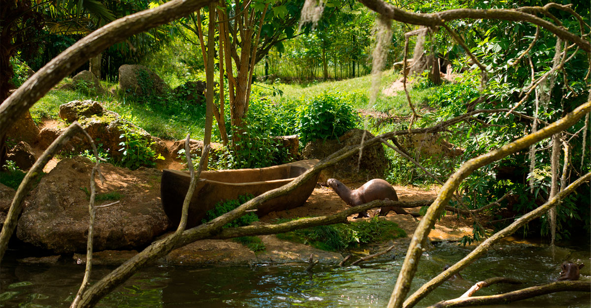 Loutre géante bioparc-parc-zoologique-loutre-geante