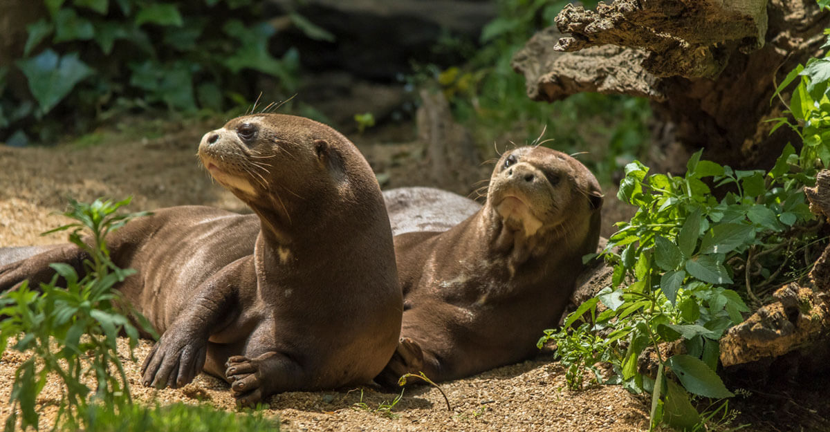 Loutre géante bioparc-parc-zoologique-loutre-geante