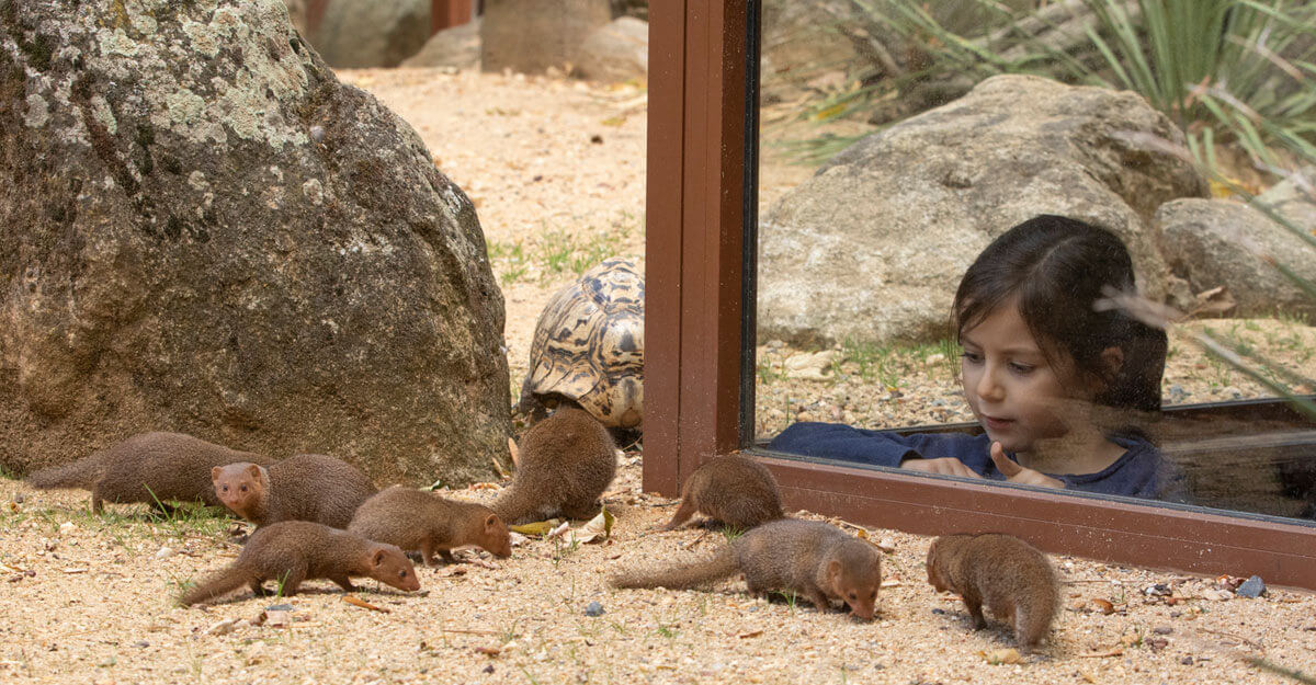 bioparc-parc-zoologique-mangouste-naine