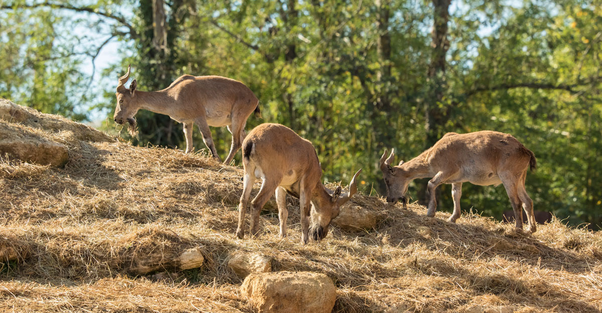 Bouquetin Markhor bioparc-parc-zoologique-bouquetin-markhor