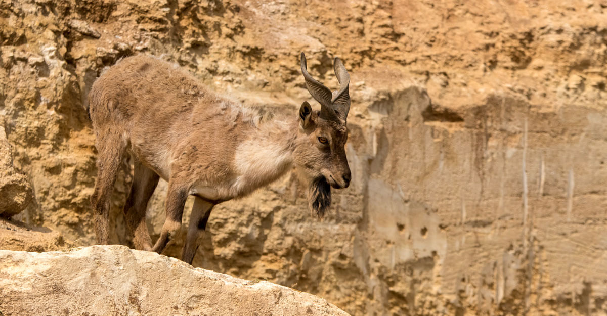 Bouquetin Markhor bioparc-parc-zoologique-bouquetin-markhor