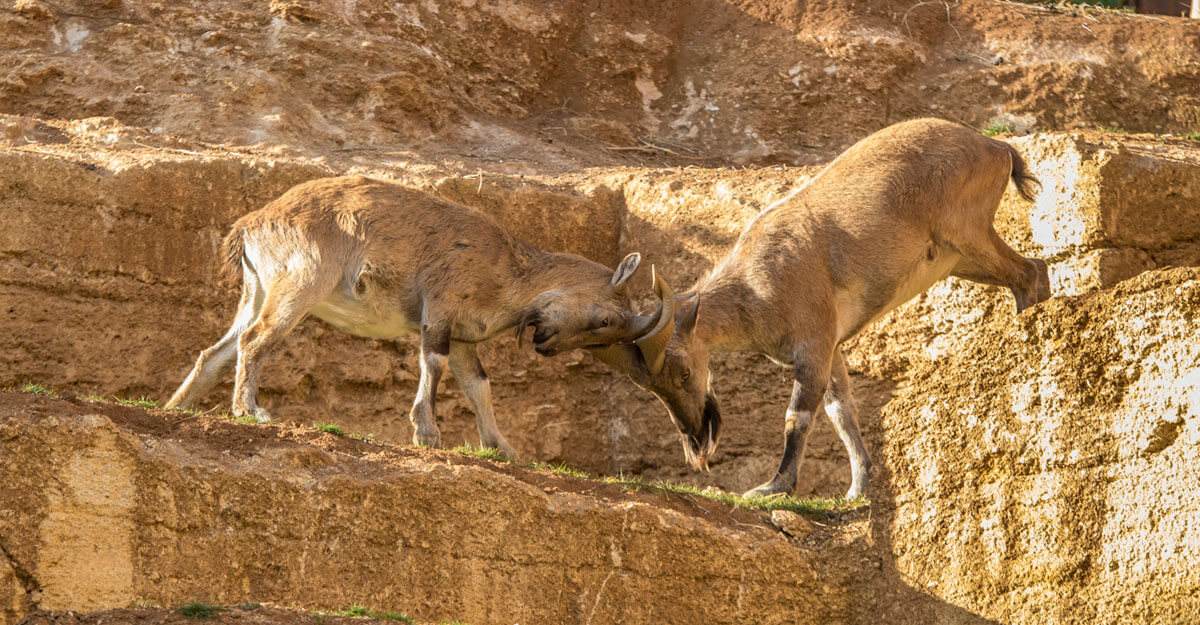 Bouquetin Markhor bioparc-parc-zoologique-bouquetin-markhor