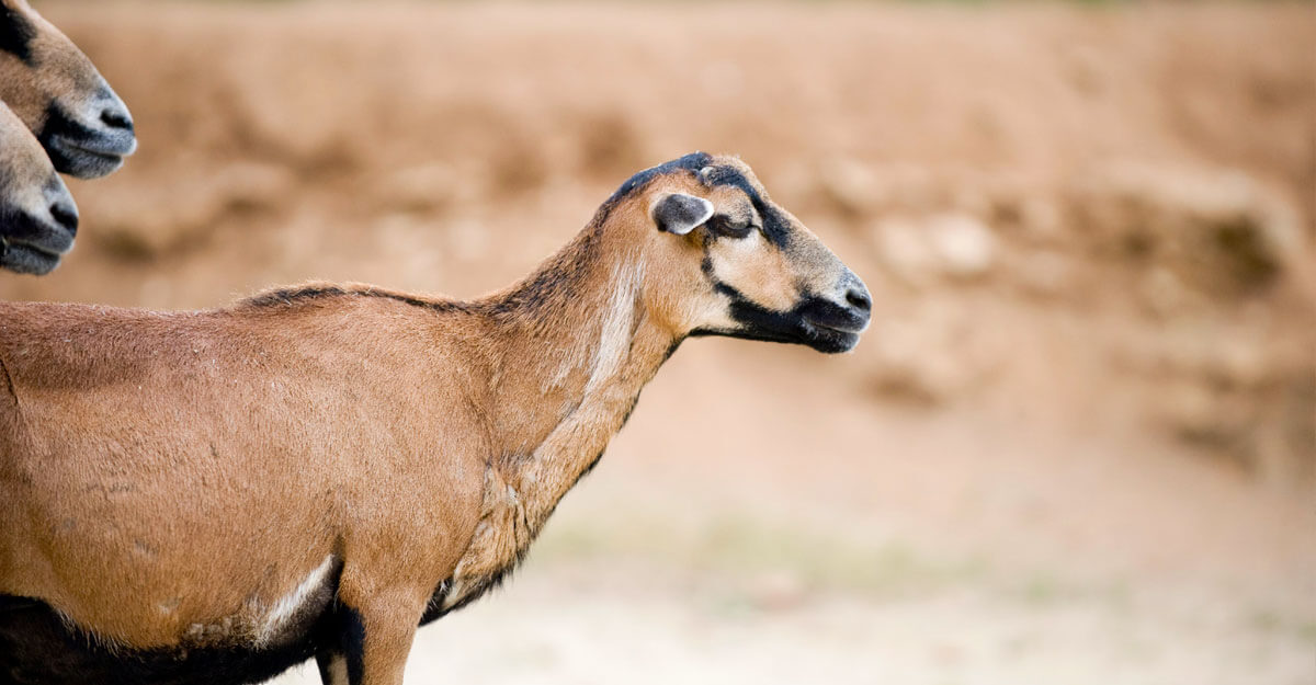 Mouton du Cameroun bioparc-parc-zoologique-mouton-cameroun