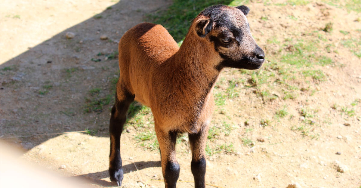 Mouton du Cameroun bioparc-parc-zoologique-mouton-cameroun