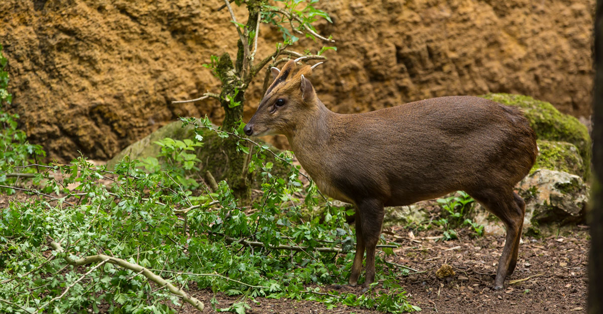 Muntjac de Reeves bioparc-parc-zoologique-muntjac-reeves