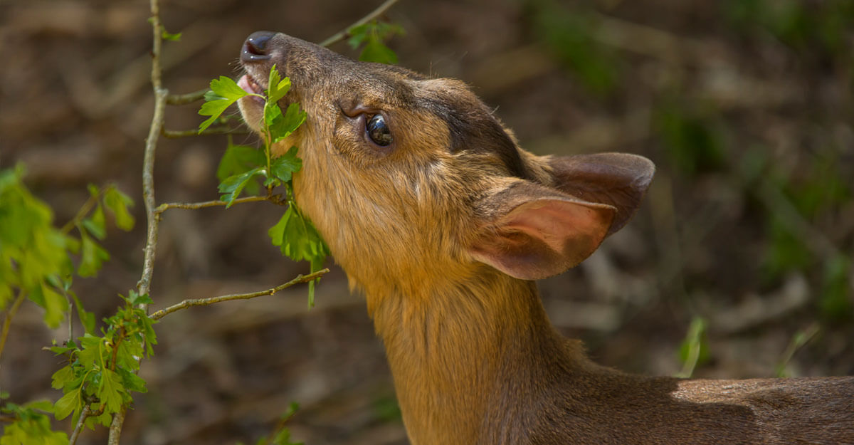 Muntjac de Reeves bioparc-parc-zoologique-muntjac-reeves