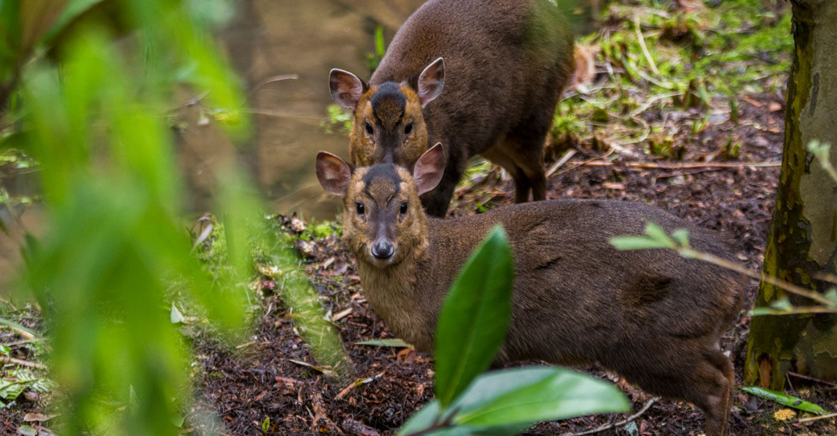 Muntjac de Reeves bioparc-parc-zoologique-muntjac-reeves