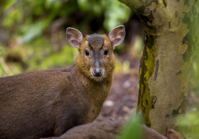 Portrait d'un muntjac de Reeves