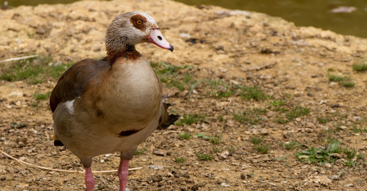 Oie d'Egypte bioparc-parc-zoologique-oie-egypte