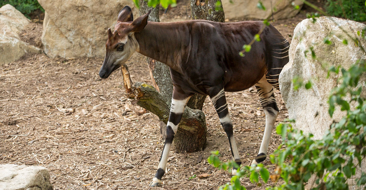 bioparc-parc-zoologique-okapi-1