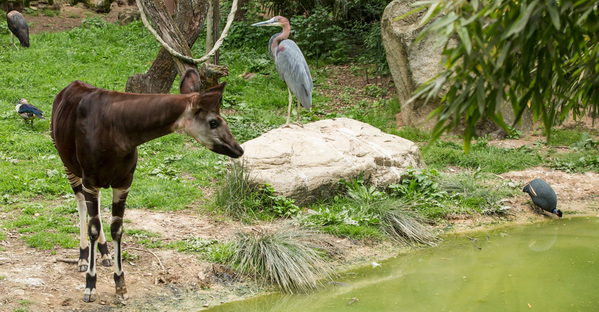 bioparc-parc-zoologique-okapi-2
