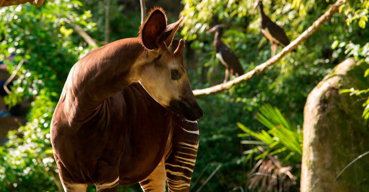bioparc-parc-zoologique-okapi-3