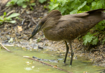 Ombrette africaine les pattes dans l'eau