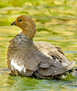 Ouette à tête rousse dans l'eau