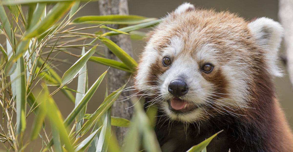 Panda roux bioparc-parc-zoologique-panda-roux