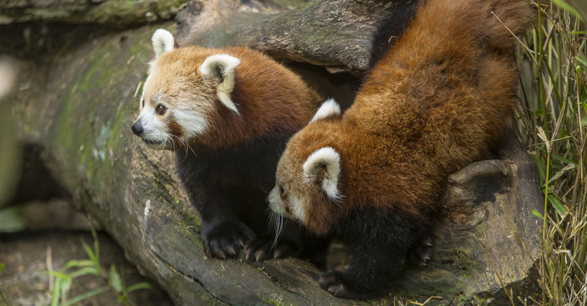 Panda roux bioparc-parc-zoologique-panda-roux