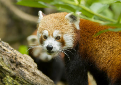 Portrait d'un panda roux