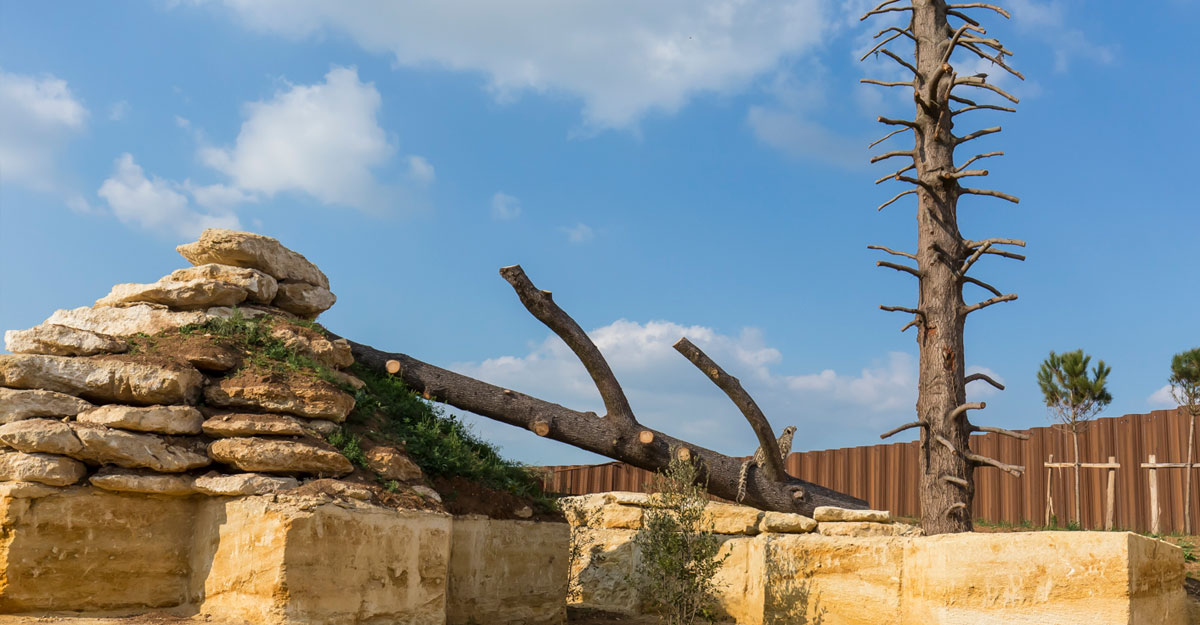 bioparc-parc-zoologique-parc-panthere-des-neiges