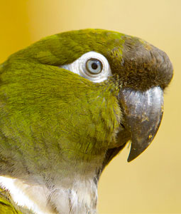 Portrait de peruche de Patagonie