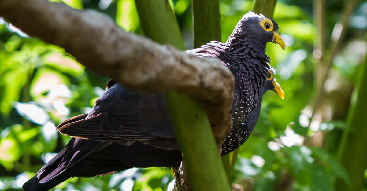 Pigeon des olives bioparc-parc-zoologique-pigeon-des-olives