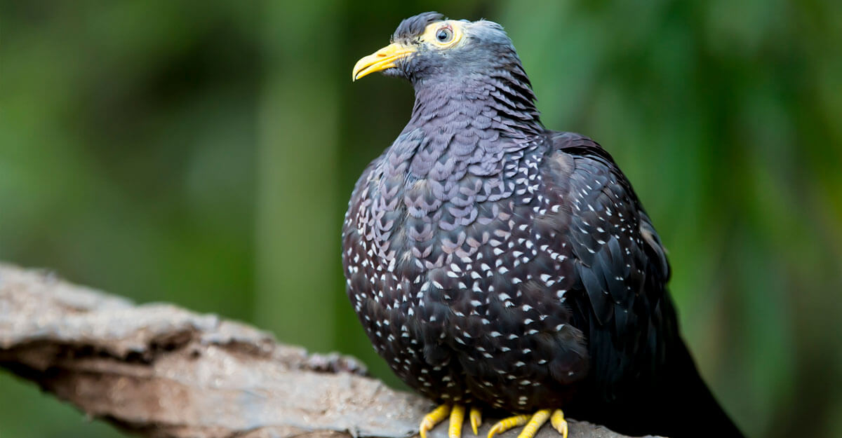 Pigeon des olives bioparc-parc-zoologique-pigeon-des-olives