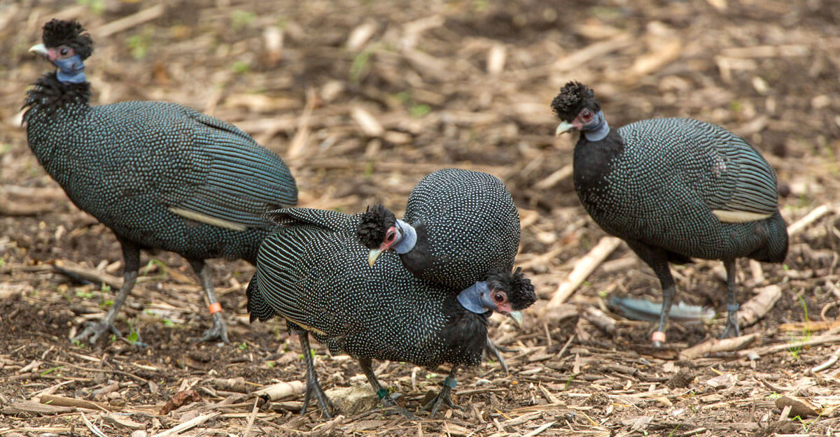 Pintade huppée bioparc-parc-zoologique-pintade-huppee