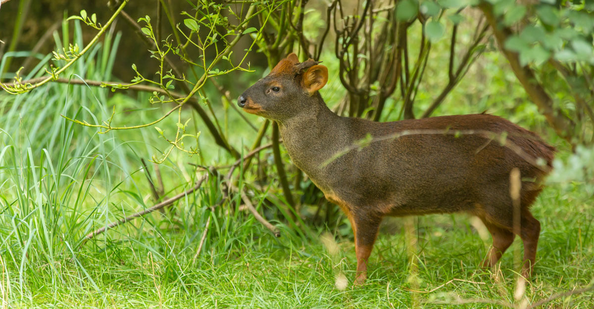 Pudu du Chili bioparc-parc-zoologique-pudu-chili