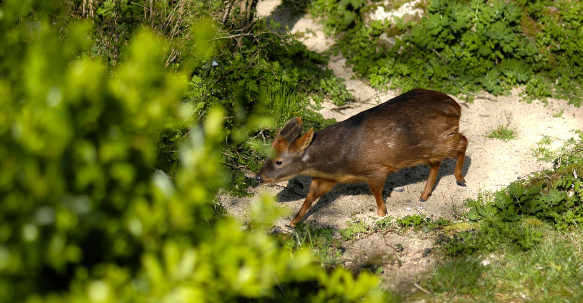Pudu du Chili bioparc-parc-zoologique-pudu-chili