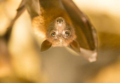 Portrait la tête en bas d'un renard volant d'Asie