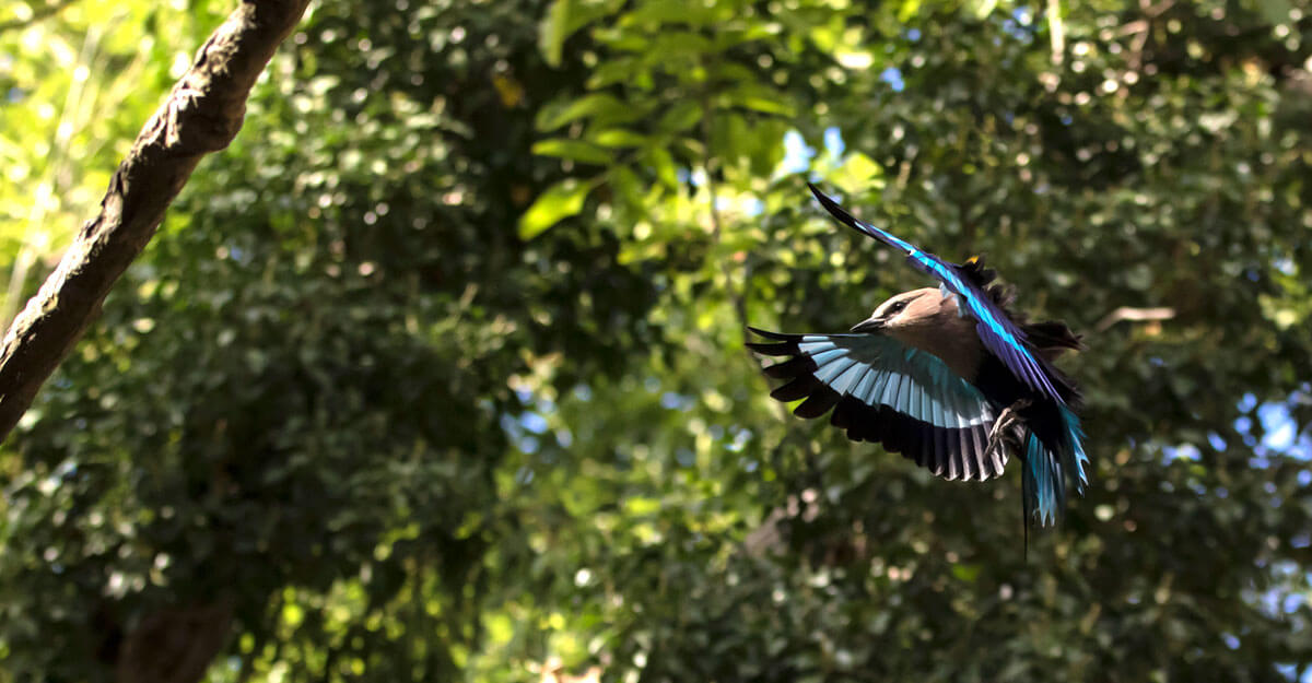 Rollier à ventre bleu bioparc-parc-zoologique-rollier-ventre-bleu