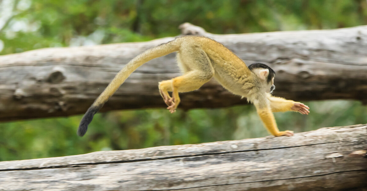 bioparc-parc-zoologique-saimiri