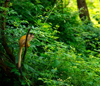 Saïmiri sur une branche dans un sous-bois