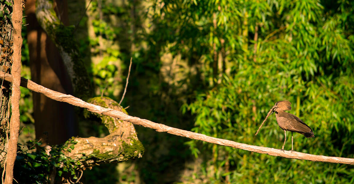 bioparc-parc-zoologique-sanctuaire-des-okapis