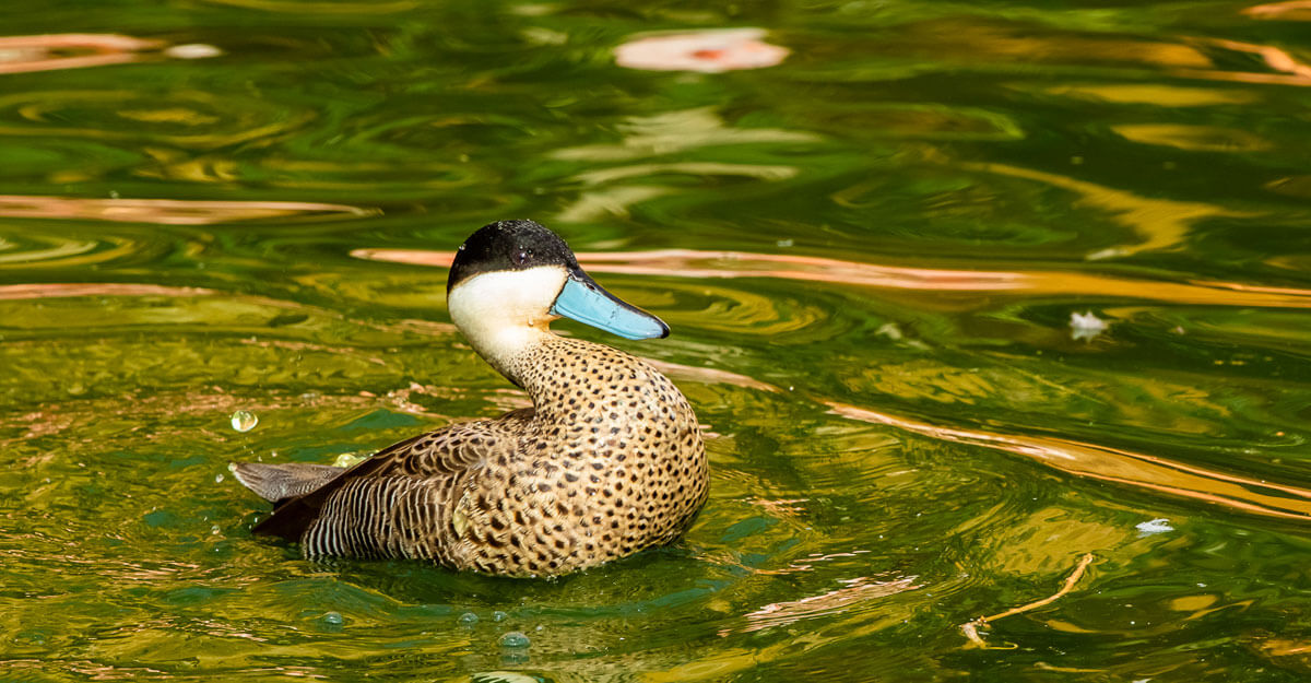 Sarcelle de la Puna bioparc-parc-zoologique-sarcelle-puna