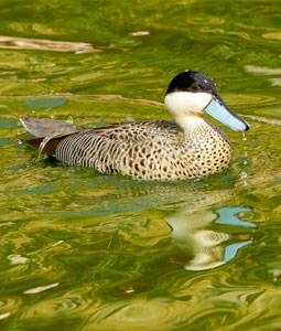 Sarcelle de la puna dans l'eau