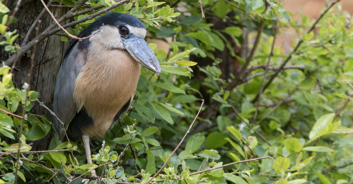 Savacou huppé bioparc-parc-zoologique-savacou-huppe