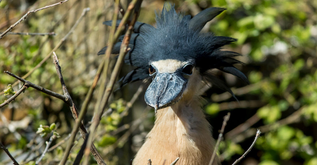 Savacou huppé bioparc-parc-zoologique-savacou-huppe